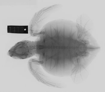 Media type: image; Herpetology R-1413